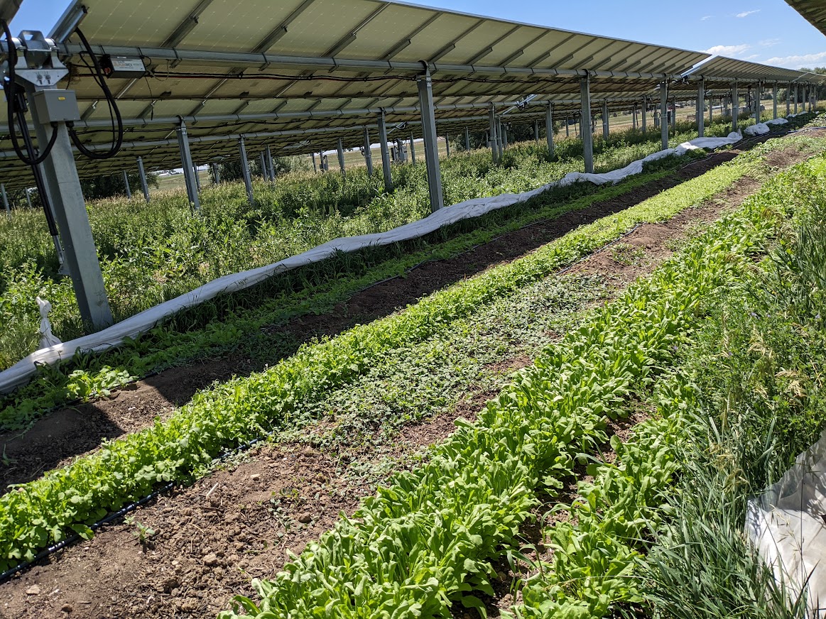 Crops growing next to solar PV in an agrivoltics operation in Colorado.