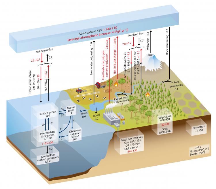 illustration of the various sources and sinks of carbon dioxide. The natural emissions are significantly higher than the anthropogenic emissions. See text description in caption