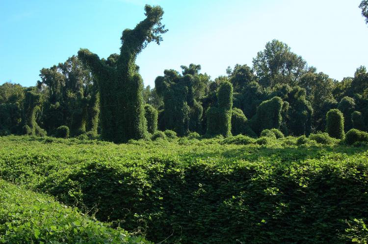 Picture of kudzu-covered trees in a MIssissippi forest.