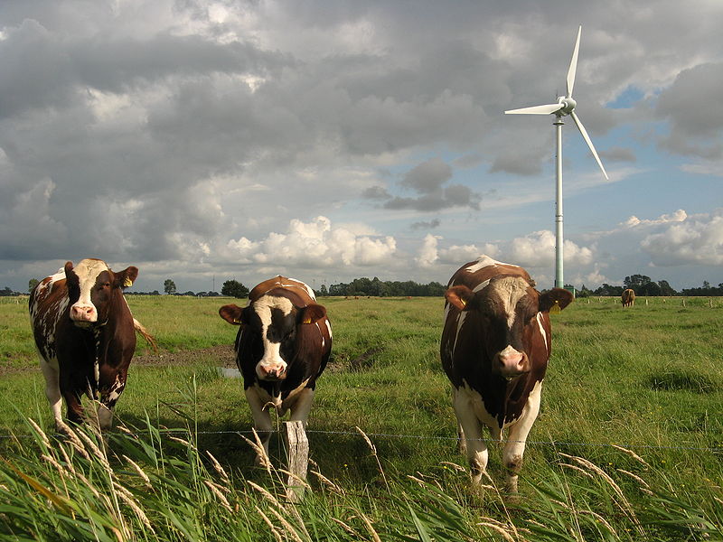 Cattle grazing next to a wind turbine.