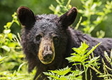 Photo of a black bear