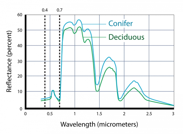 Spectral response pattern of a conifer forest and a deciduous forest. More in surrounding text. 