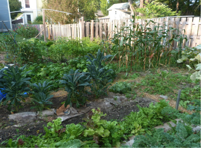 Garden of lettuce, kale, beans, sweet corn, peppers, squash, carrots, and garlic.