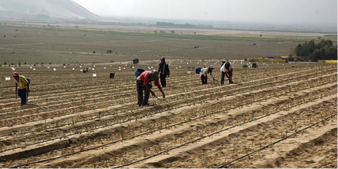 Farmers tending asparagus crops in dry coastal valley of Peru