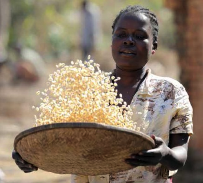 Farmer cleaning soy beans in a basket.