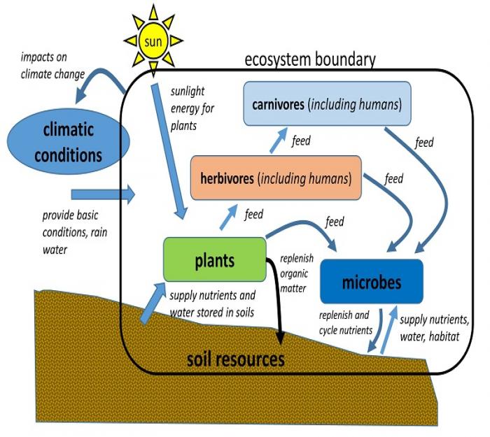 A simplified diagram of a typical ecosystem explained in caption and text description in link 