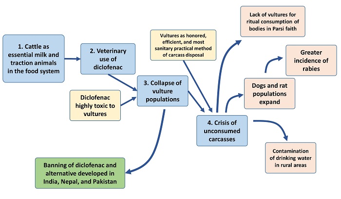 Diagram of the causal chain leading to the Indian Vulture Crisis, see text description in link below