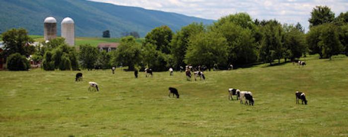 Pennsylvania dairy, grazing cows