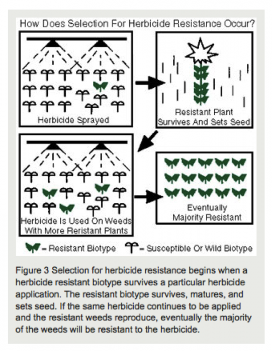 Selection for herbicide resistance begins when a herbicide survives a particular herbicide application. The resistant biotype survives, matures and sets the seed. If the same herbicide continues to be applied and the resistant weeds reproduce, eventually the majority of the weeds will be resistant to the herbicide.