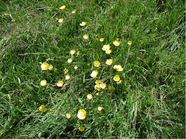 buttercups