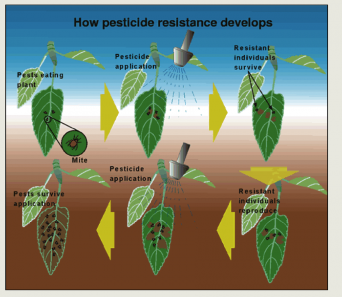 Image showing how repeated use of a pesticide can result in pest resistance: the resistant individuals survive and reproduce