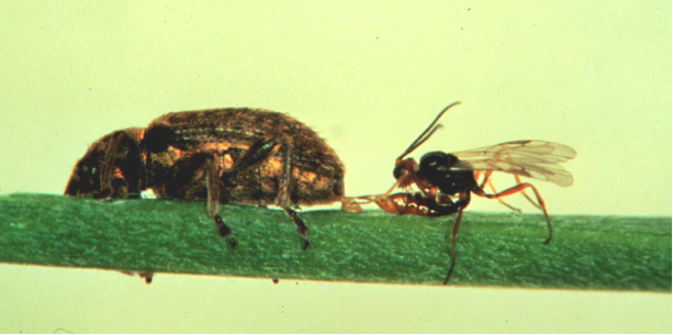 Parasitic wasp