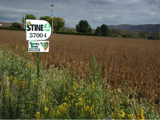 roundup ready soybeans