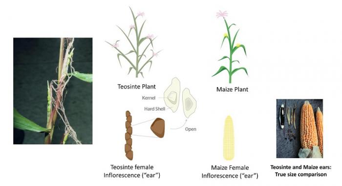  Grains and ears of the wild ancestor of maize, teosinte, domesticated in the area of present-day, see image caption