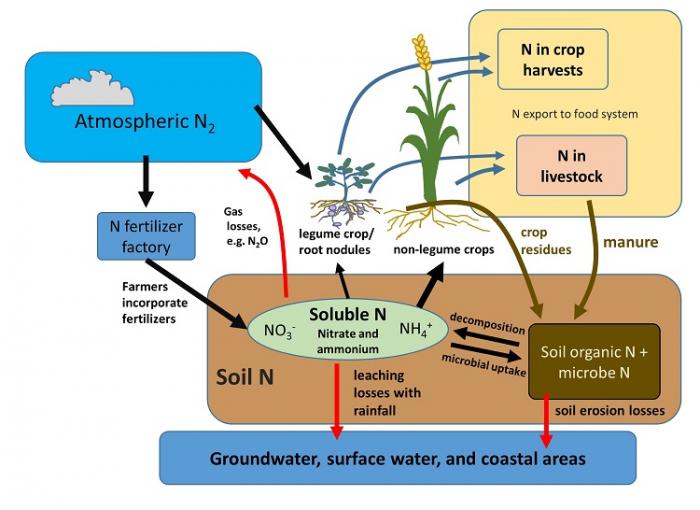 Schematic showing main features of nitrogen (N) cycling in food production systems, see image caption