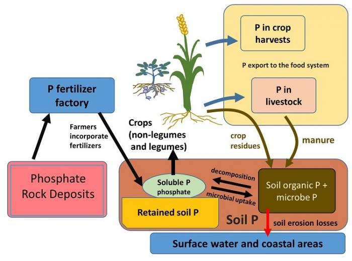 Diagram of phosphorus cycling relevant to food systems. See image caption