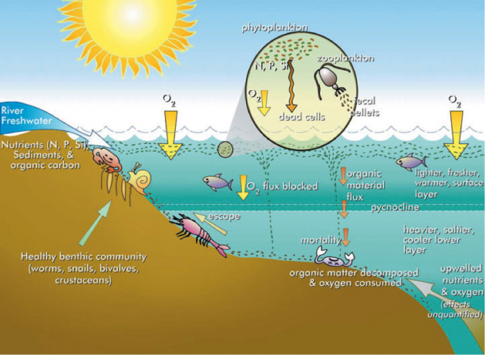 Schematic of Eutrophication