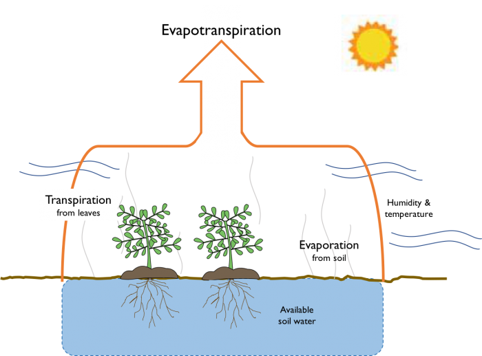 Schematic of Evapotranspiration, see text description in link below