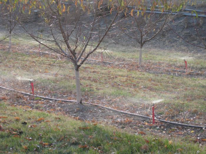 Micro-spray irrigation at a peach orchard in the Grand Valley, CO.