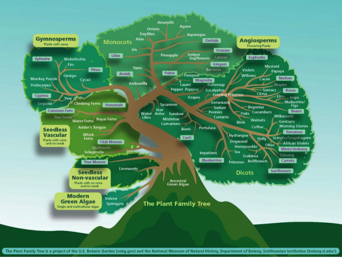 Plant family tree