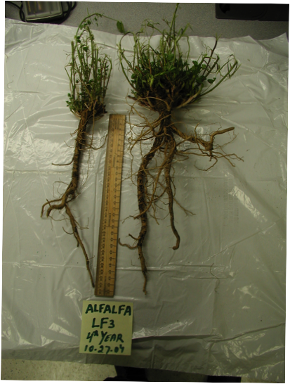 Alfalfa roots