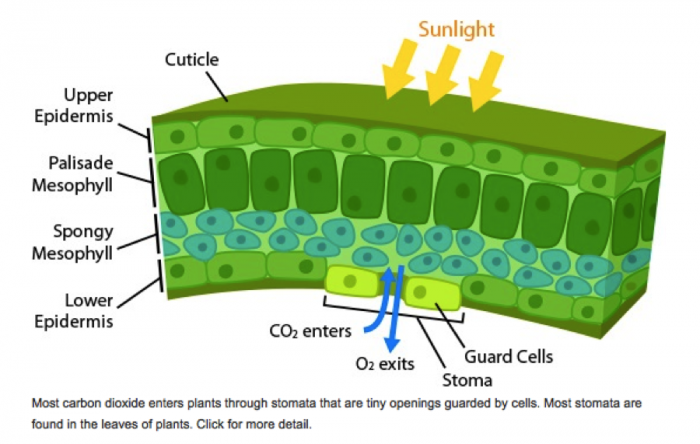 Schematic of gas exchange across plant stomata: sunlight, cuticle, upper epidermis, palisade mesophyll, spongy mesophyll, lower epidermis, stoma, guard cells, CO2 enters, O2 exits