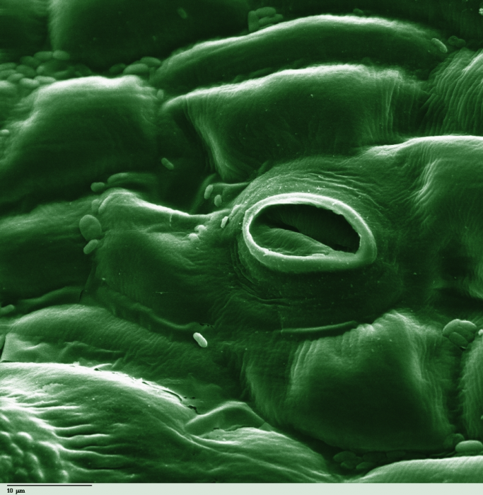 image of the stomata of a tomato leaf