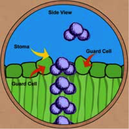 Diagram of water molecule leaving stoma, showing guard cells and stoma