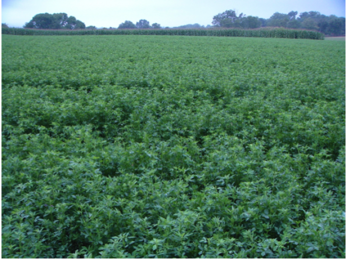 Perennial alfalfa