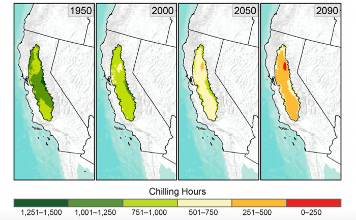 Figure 3 – Reduced winter chilling projected for California’s Central Valley, assuming that observed climate trends continue through 2050 and 2090