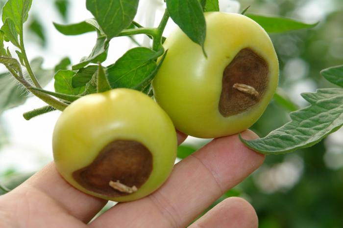 Blossom end rot in tomatoes