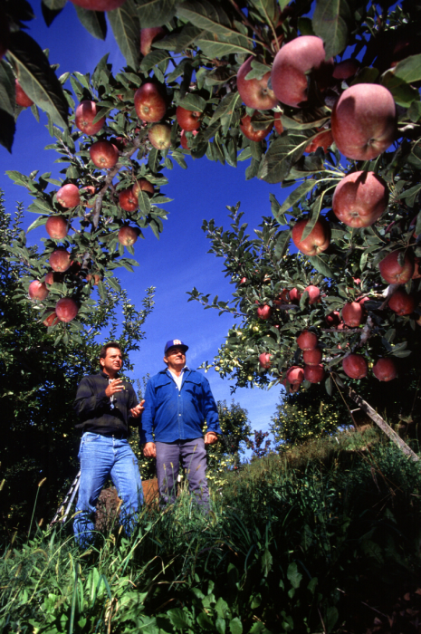Two men in an Apple orchard
