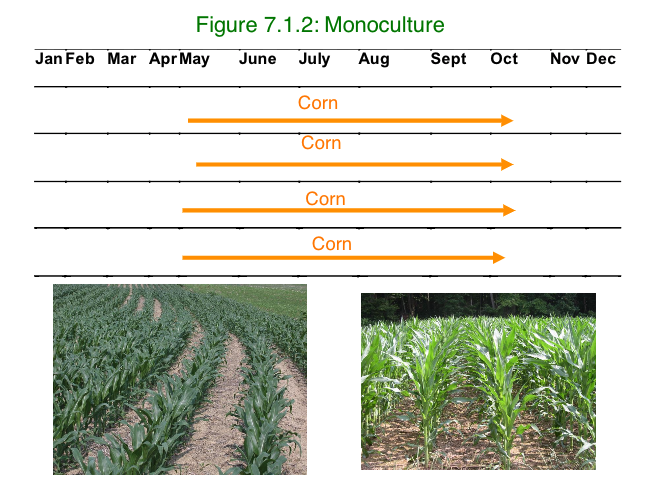 Figure 7.1.1 Monoculture (corn)