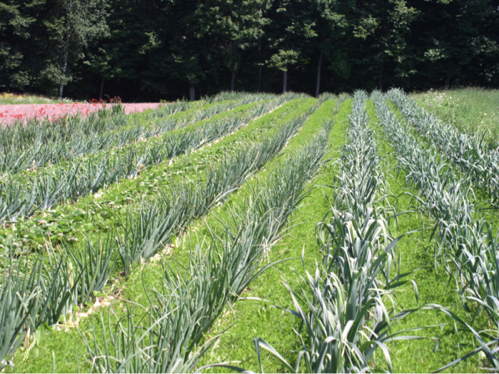 row intercrop