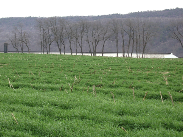 Winter rye cover crop