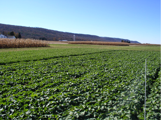 Double-cropped winter canola