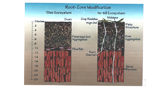 Root-Zone Modification diagram (till and no till ecosystem)