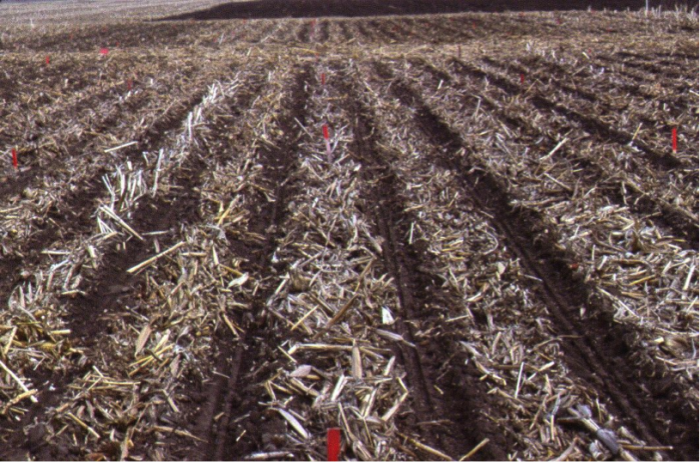 a field prepared with zone tillage