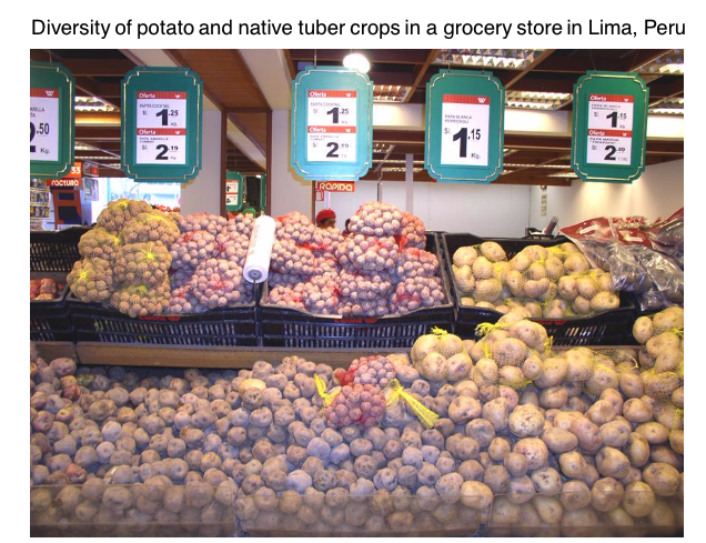 Diversity of potato and native tuber crops in a grocery store in Lima, Peru