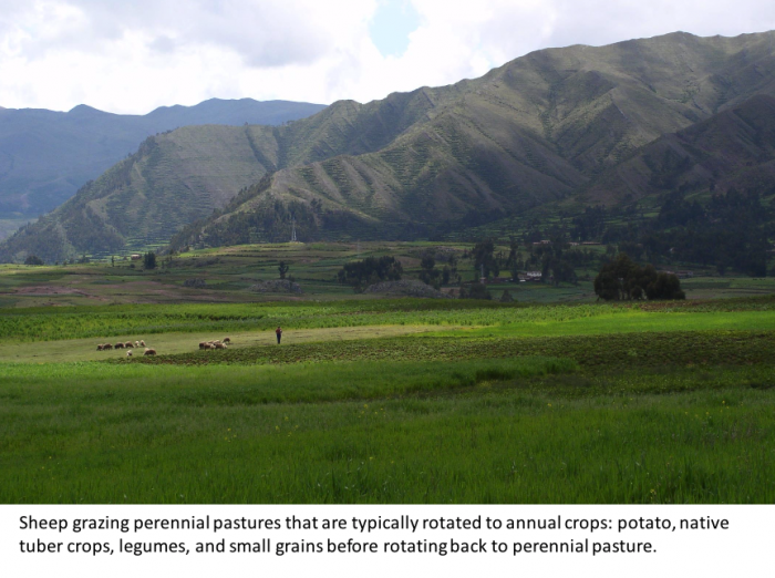 Sheep grazing perennial pastures that are typically rotated next to annual crops: potato, native tuber crops, legumes, and small grains before rotating back to perennial pasture.