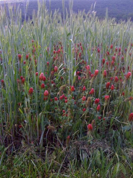 close up of crimson clover and winter wheat clover crop