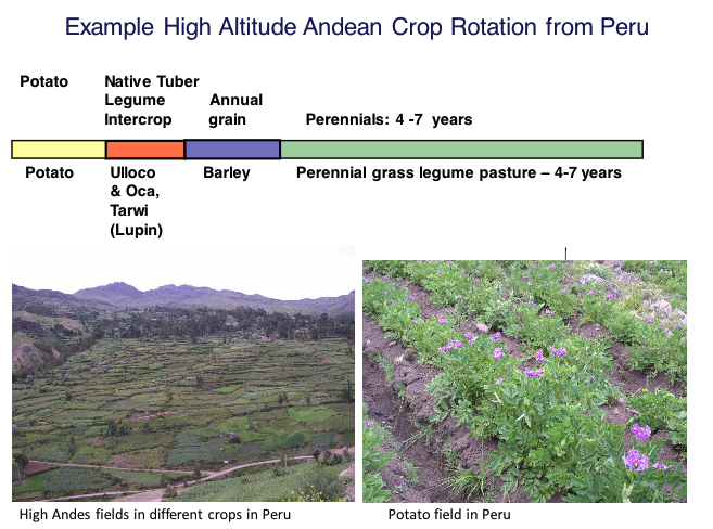 Example High Altitude Andean Crop Rotation from Peru