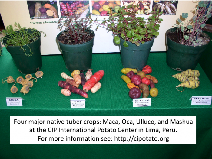 Four major native tuber crops: Maca, Oca, Ulluco, and Mashua at the CIP International Potato Center in Lima, Peru.