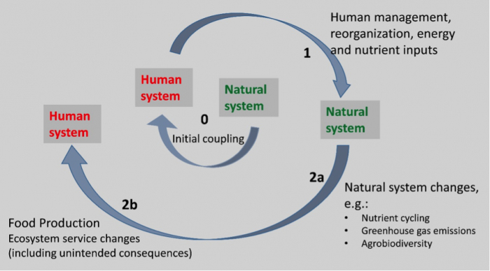 Human system impacts of food production activities. The human system reorganizes and provides energy and nutrient inputs to the natural system (1), which induces changes in natural system processes such as nutrient cycling, greenhouse gas emissions, and agrobiodiversity (2a).  The changes in the natural system allows the human system to produce food but may also alter ecosystem services in harmful or unintended ways (2b: e.g. water pollution, global warming, and biodiversity changes in land and ocean systems)