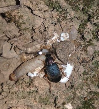 Carabi beetle