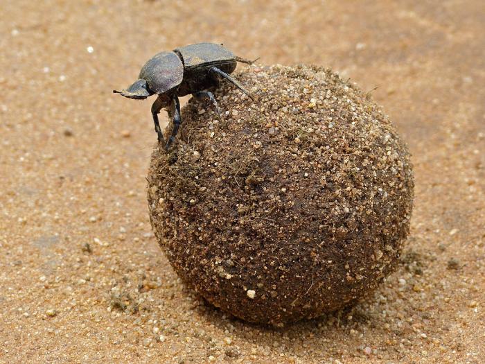 dung beetle