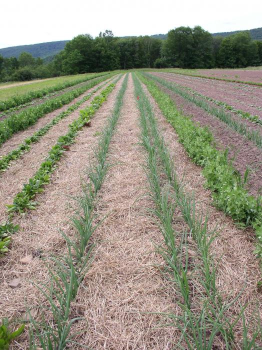 various plants with wide row spacing in a field