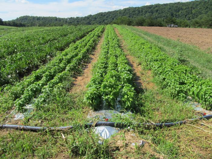 drip tape irrigation under plastic mulch