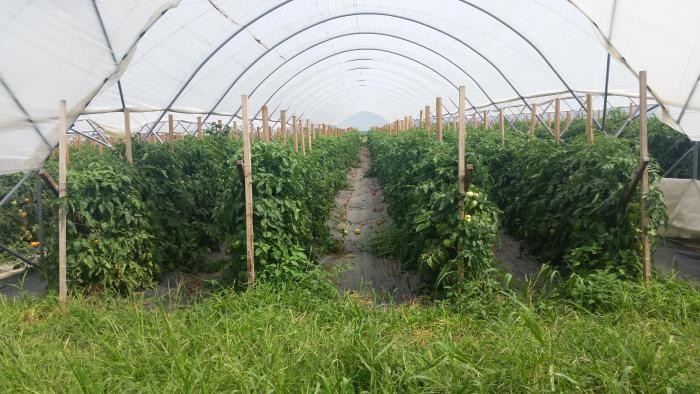 Stake plants growing in long rows under domed cover