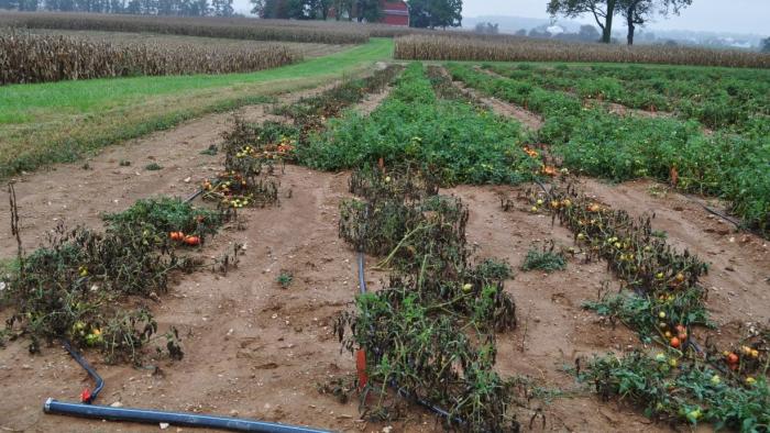 tomato plants suffering from blight
